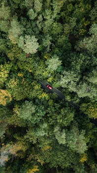pexels photo 13813442 13813442 Top-down view of a red car driving through a dense green forest, showcasing nature's beauty from above.